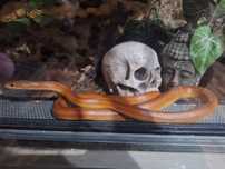Pantherophis guttatus, węże zbożowe