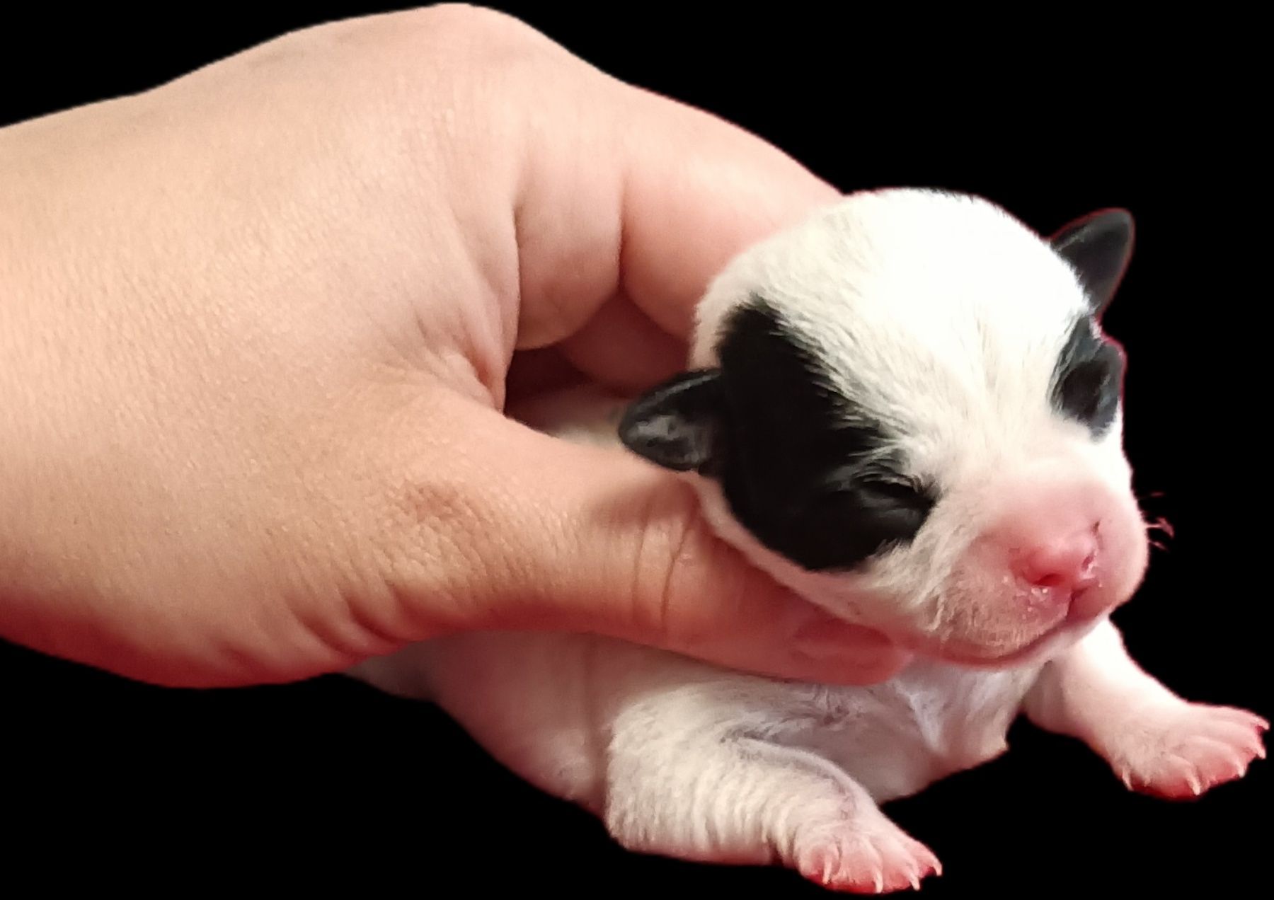 ***Chihuahua chłopak***
