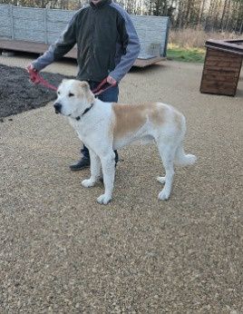 Owczarek środkowoazjatycki