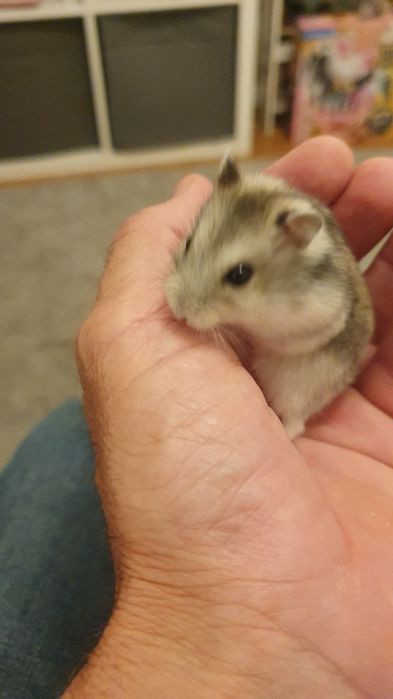 Hamsteres anões russos