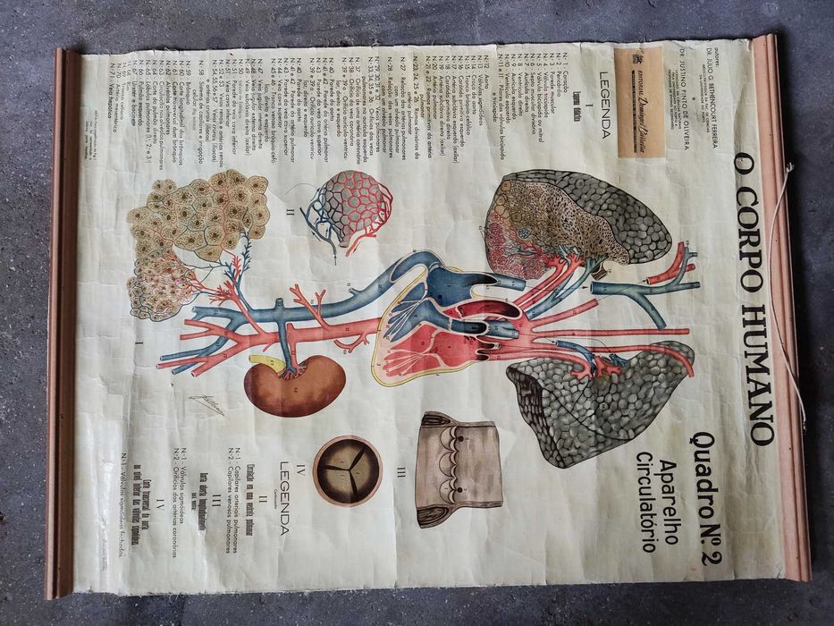 Cartaz escolar antigo do corpo humano