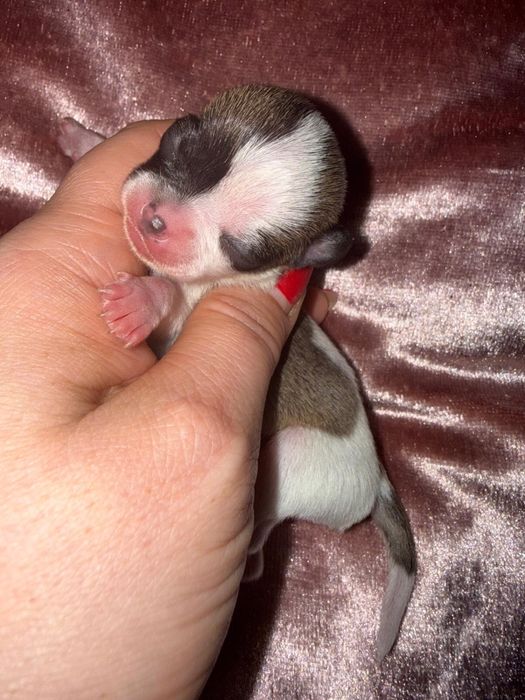 Cudowny piesek bialo czekoladowy