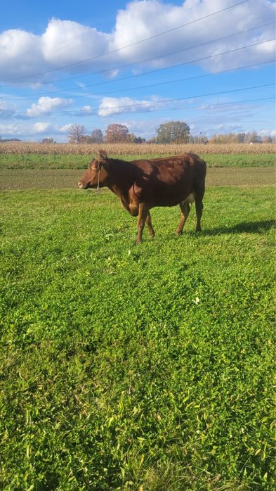 Sprzedam krowe czewrona cielna