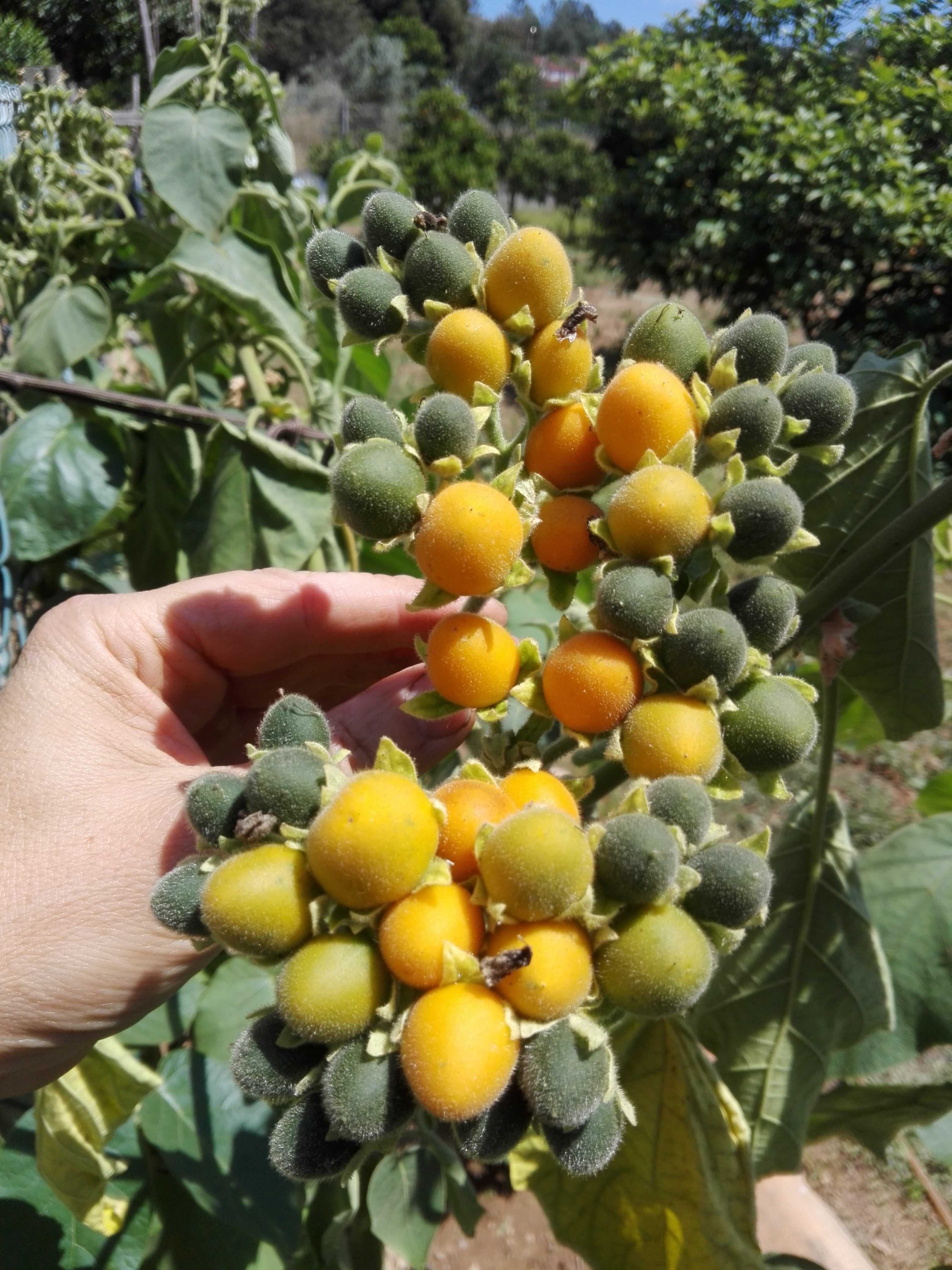 Vendo tamarilhos anão