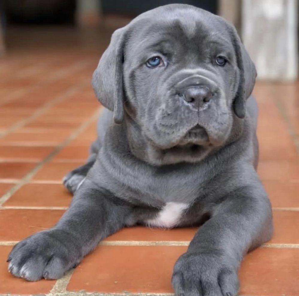 Не впусти шанс придбати одного знайкращих-Cane corso