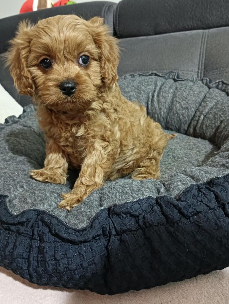 Śliczny piesek  Cavapoo