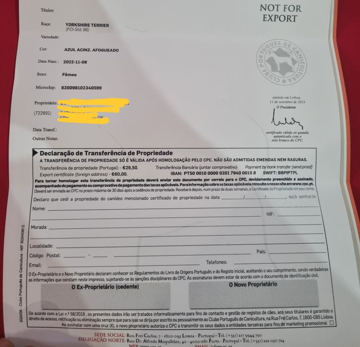 Yorkshire Terrier mini