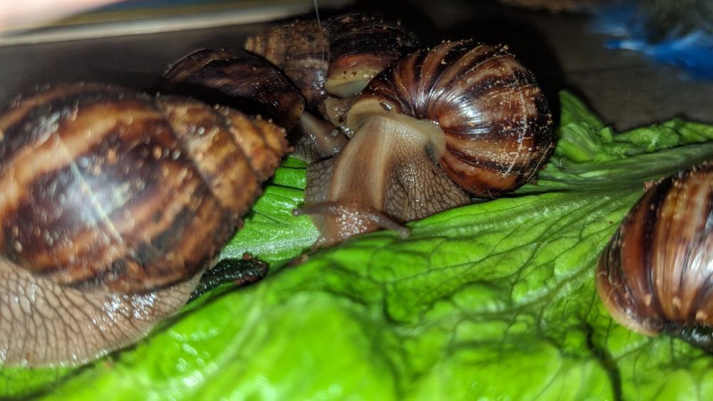 Супер улитки Ахатины Имакуляты