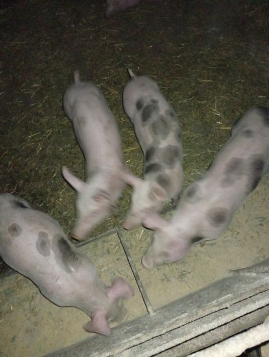 Поросята домашні