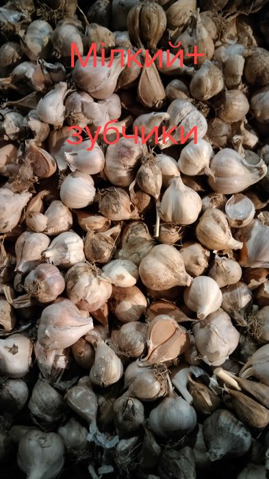 Продам домашній часник