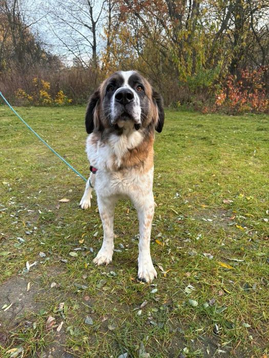 Malinka do adopcji Schronisko Sokołów Podl.