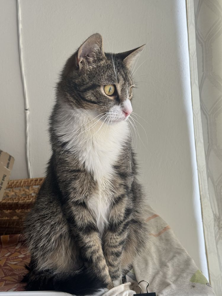Котик в добрі руки