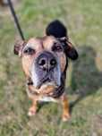 Seniorka Mika mix boksera do adopcji!