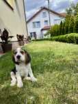 Suczka Beagle Tricolor