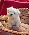 Bichon maltês disponível