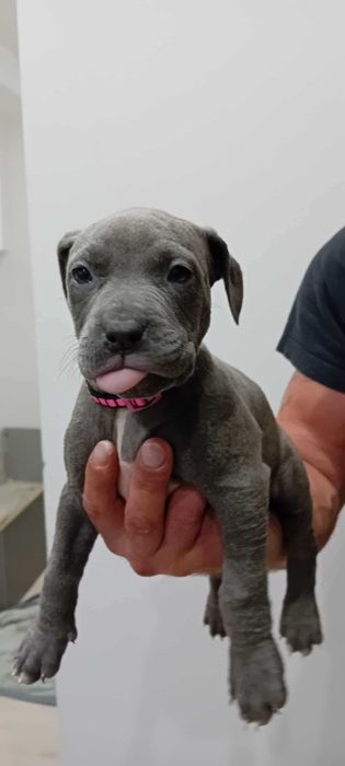 American Staffordshire Terrier