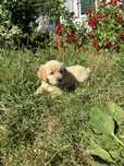 Piesek Golden Retriever