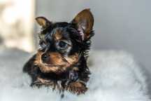 Yorkshire terrier suczka