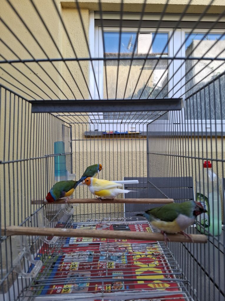Lote Canarios e Diamantes Gould