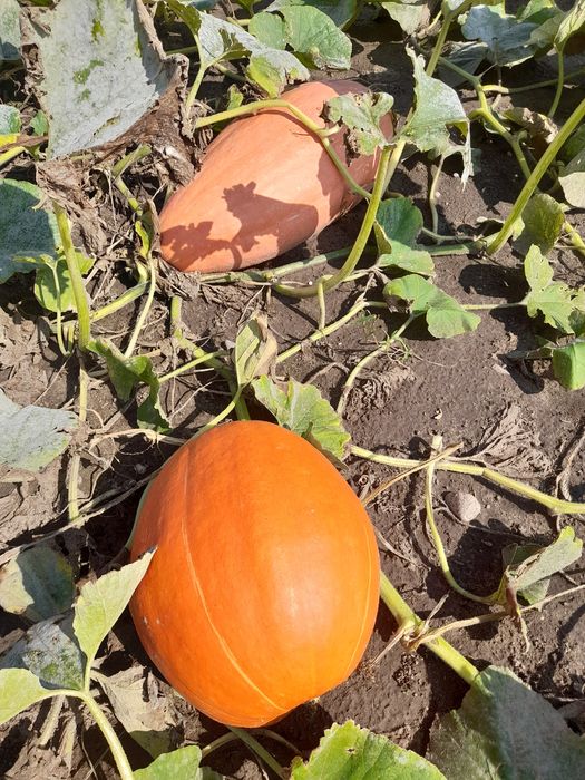 Niepryskane, zdrowe i kolorowe dynie z ogródka