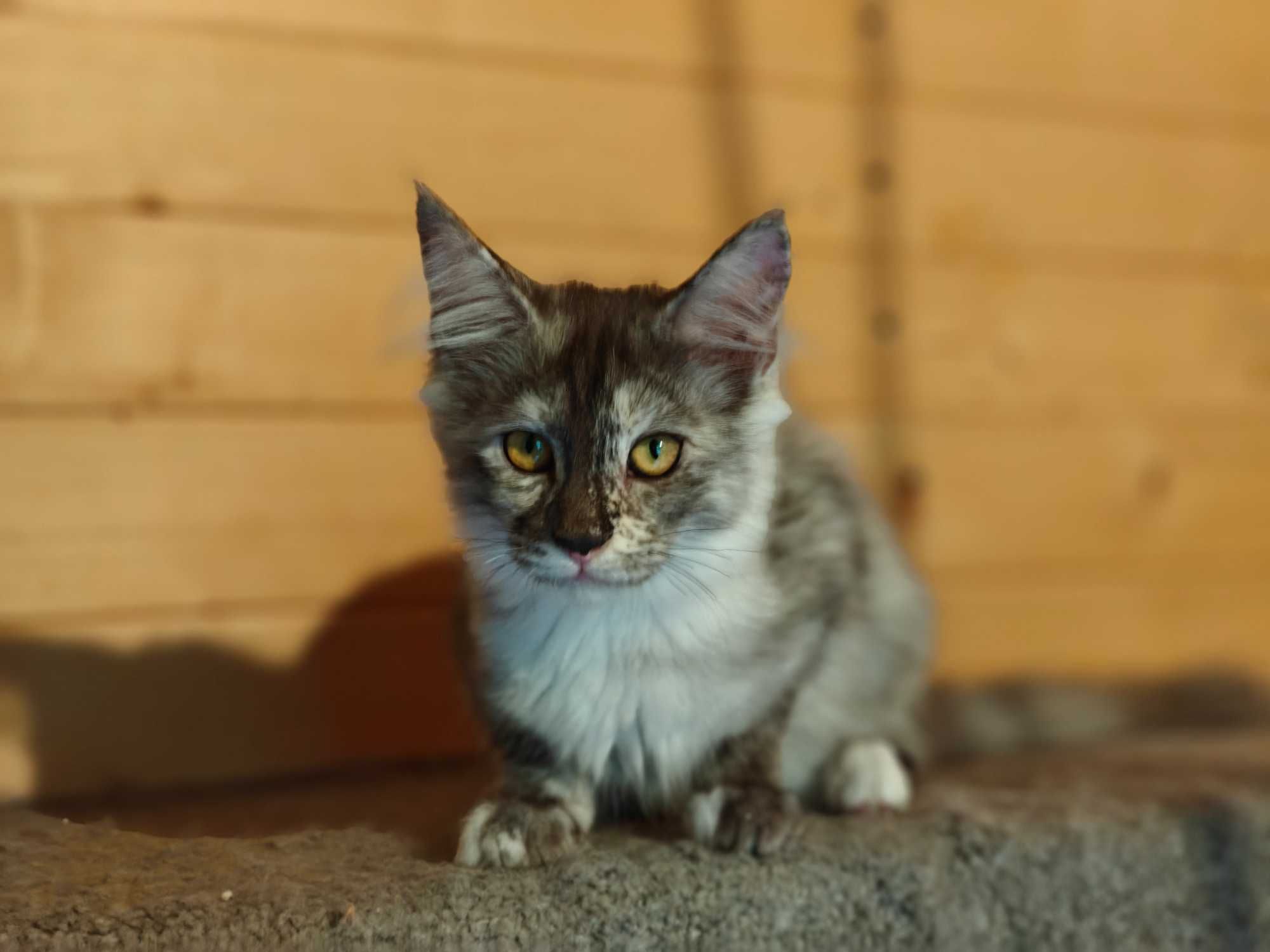 Kocięta Maine coon niebieskie srebrne czarne dymne fpl ccf