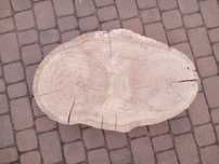 Plaster dębowy na blat / stolik kawowy