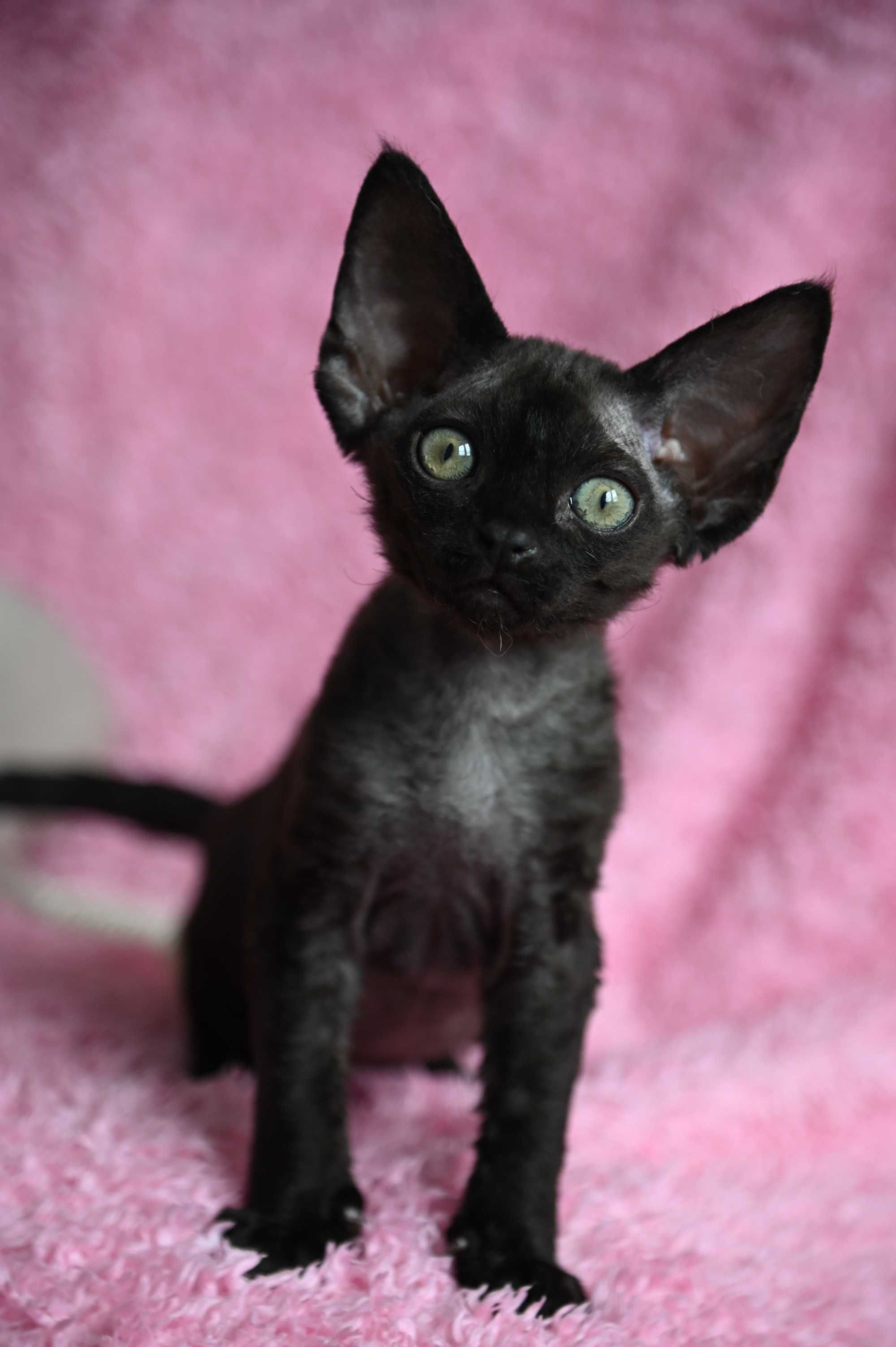 Bianka koteczka Devon Rex