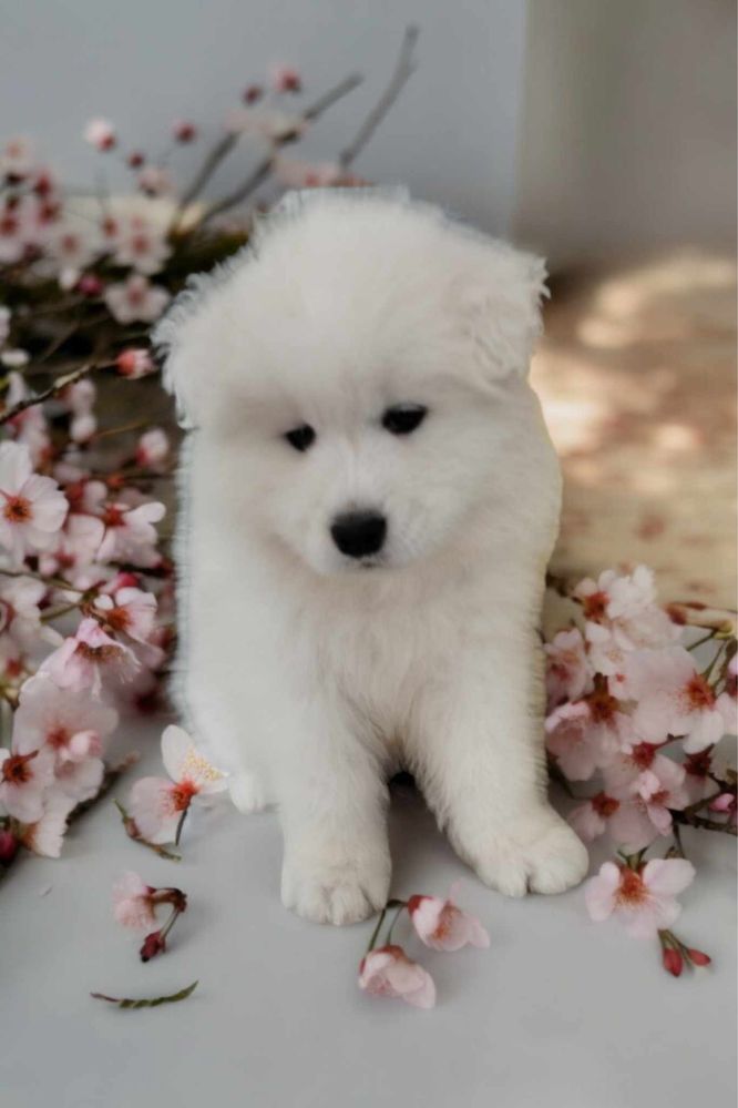 Samoyed samojed zkwp fci samiec piesek po championie