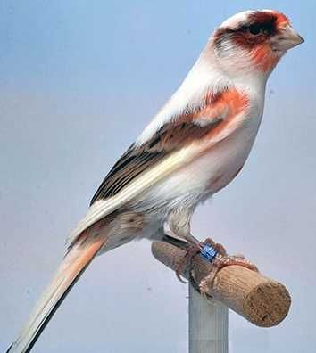 Cantaxantina BASF (corante vermelho para aves)