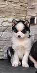 Siberian husky szczeniak