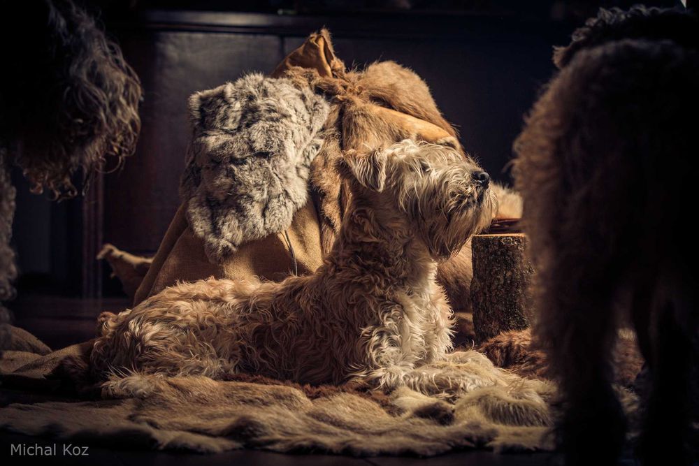 Pszeniczny terier / Irish soft coated wheaten terrier