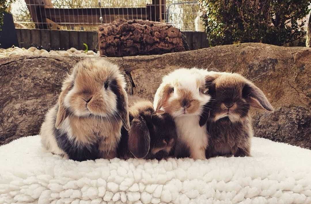 KIT Coelhos anões mini lop, orelhudos lindíssimos e super inteligentes