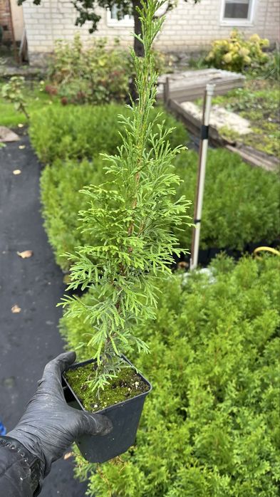 Булевард 2 л.-120 гр,Блю ерроу, смарад, елвуди…