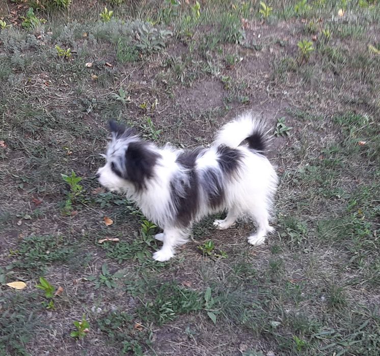 Помапу. Хлопчик.