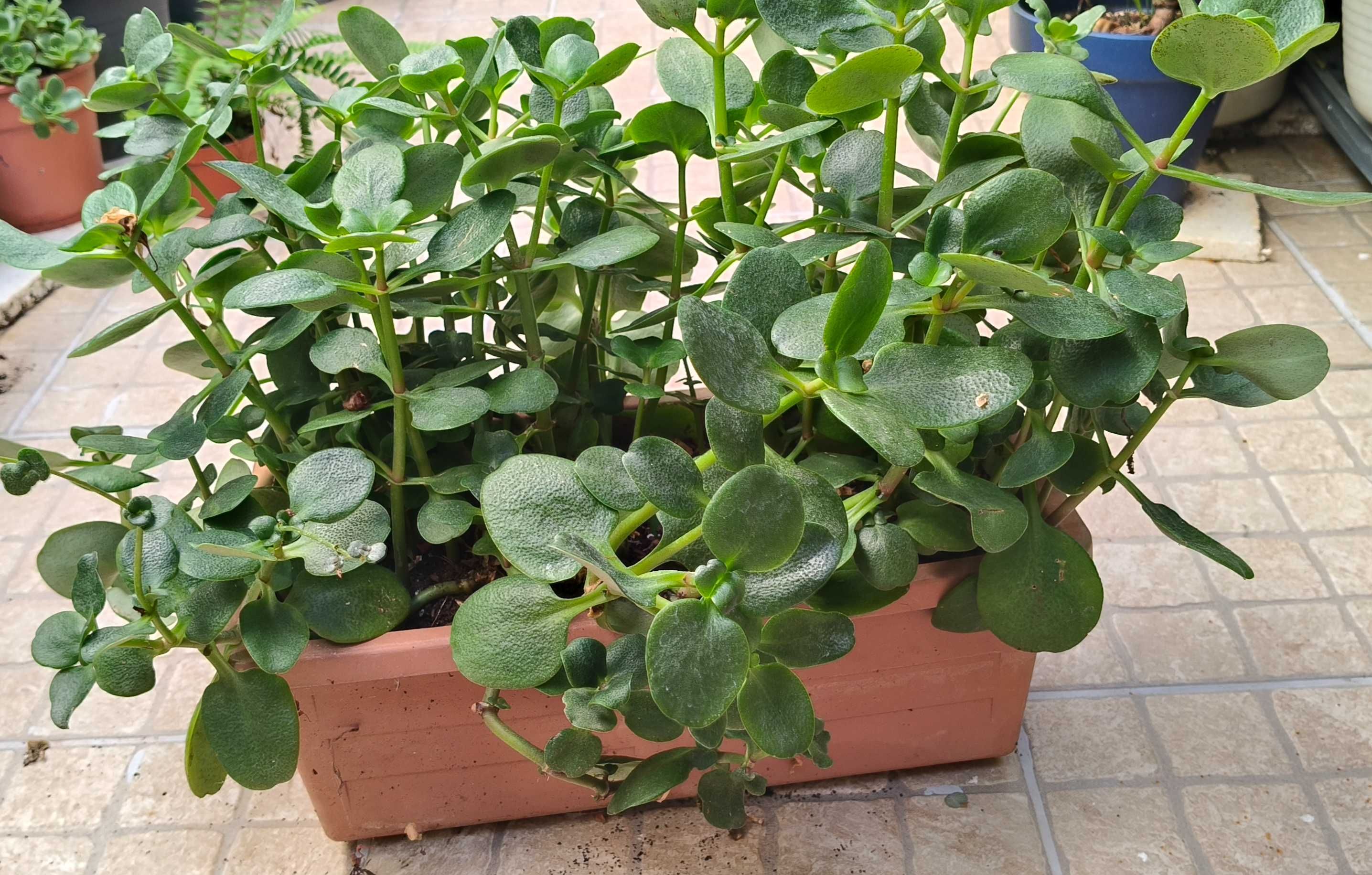 Suculenta crassula multicava