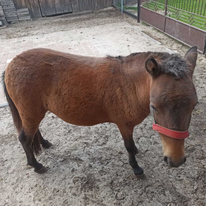 Kuc  5 miesięcy bardzo ładna Klaczka Paszport