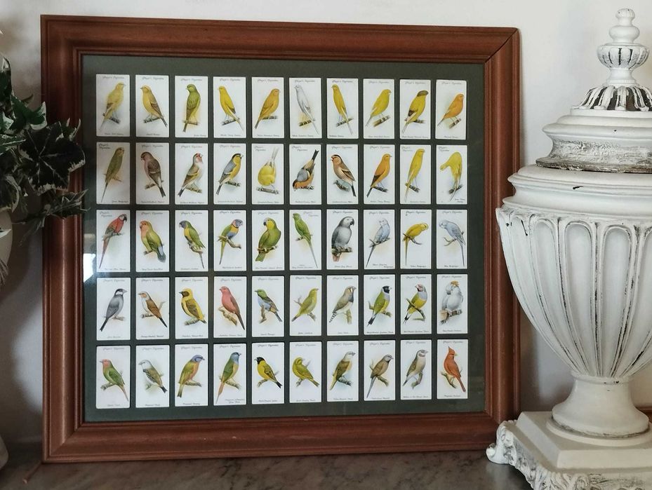 Quadro Pássaros - Colecção 50 Cartões Cigarros