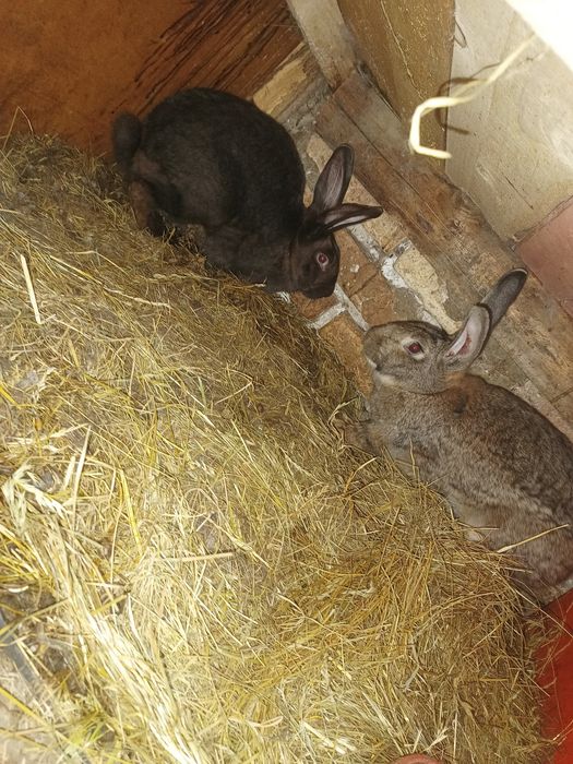 Dwie samice 8 miesięczne pod zakocenie