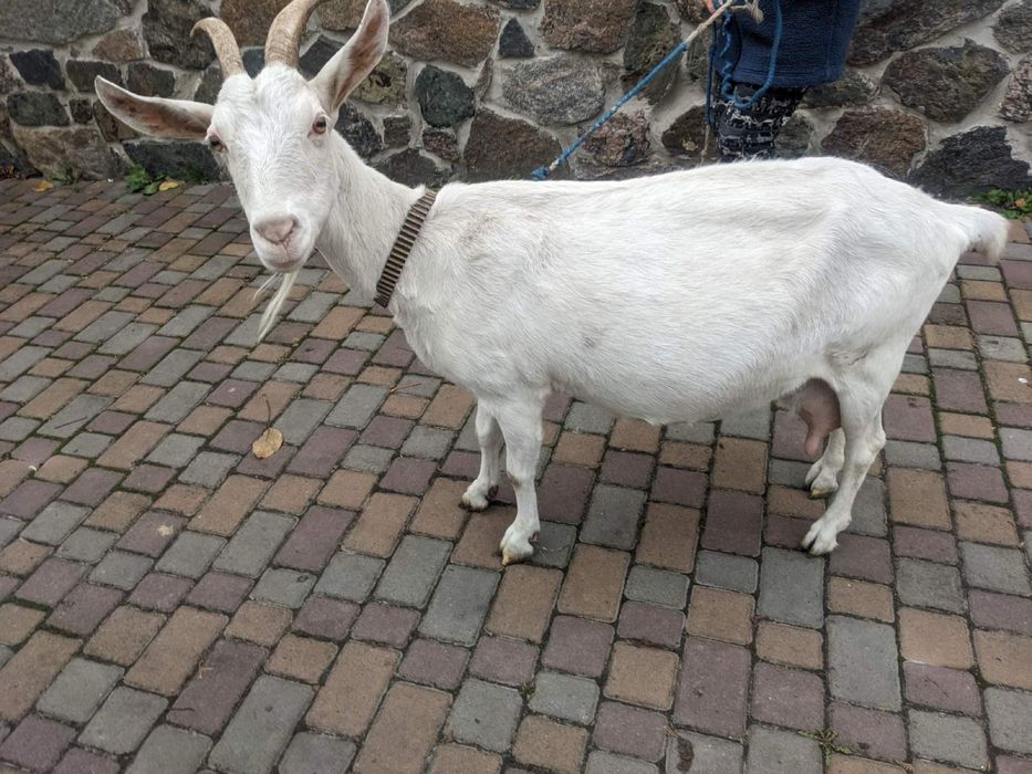 Коза Заанецька - Англонубка %