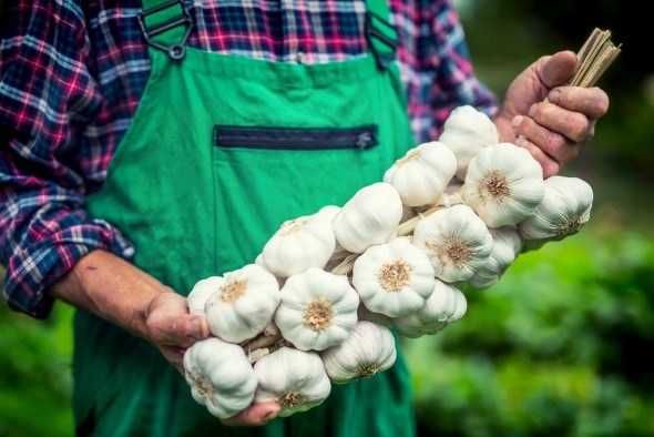 Продам саджанці: фундук, кизил, глід, зизифус, айва