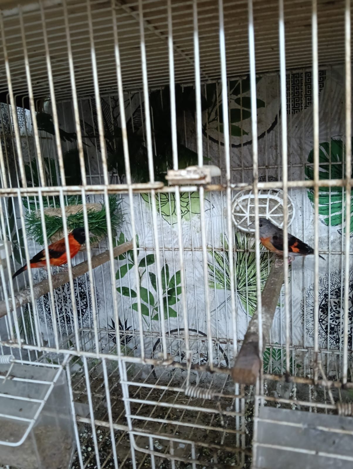 Cardinalitos, carpudacos mexicanos