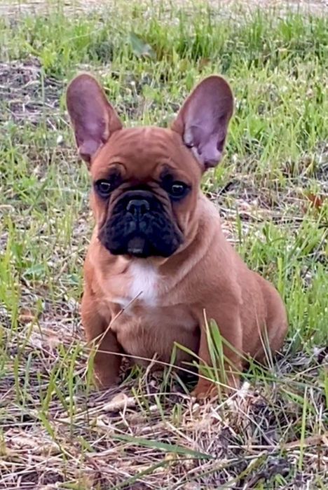 Высокопородный щенок Французского Бульдога.Регистрация КСУ