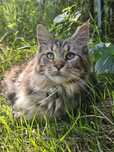 Piękna kotka Maine Coon / rodowód FPL / na kolanka