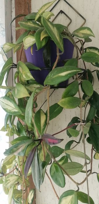 Хойя срез два  сорта