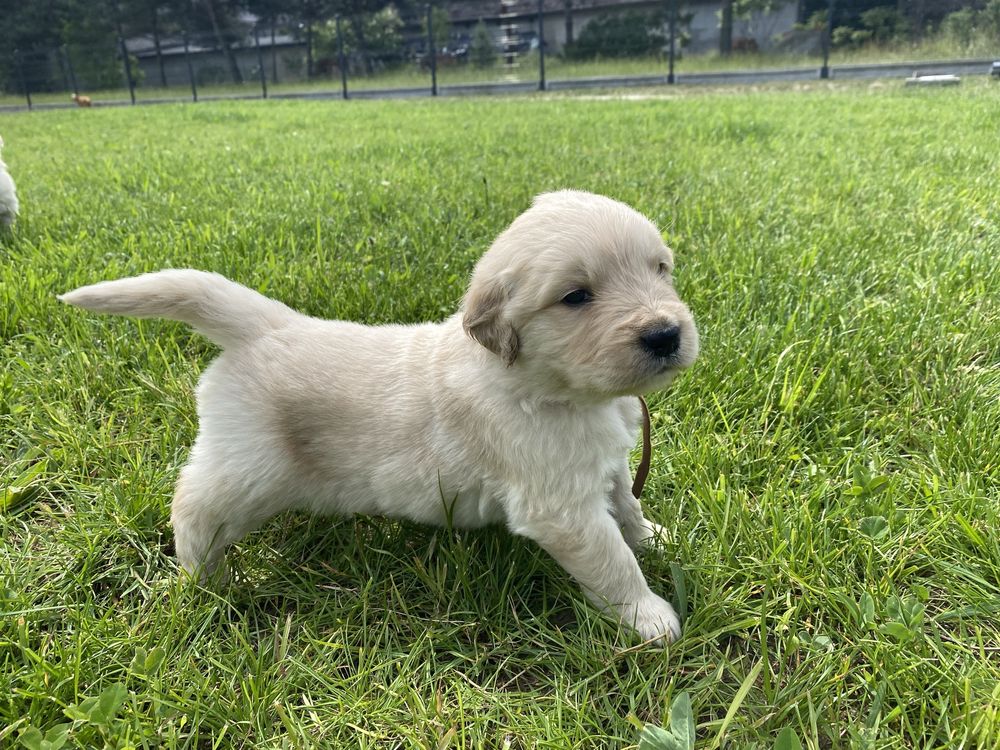 Golden retriever piesek