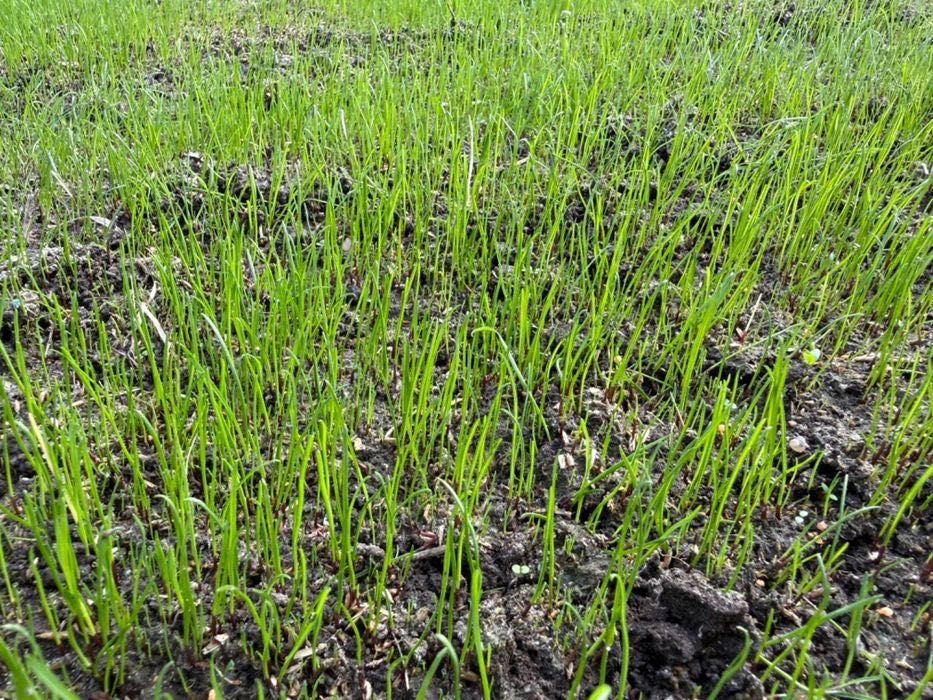 Hydrosiew – gęsty, trwały trawnik premium, lepszy i tańszy niż z rolki