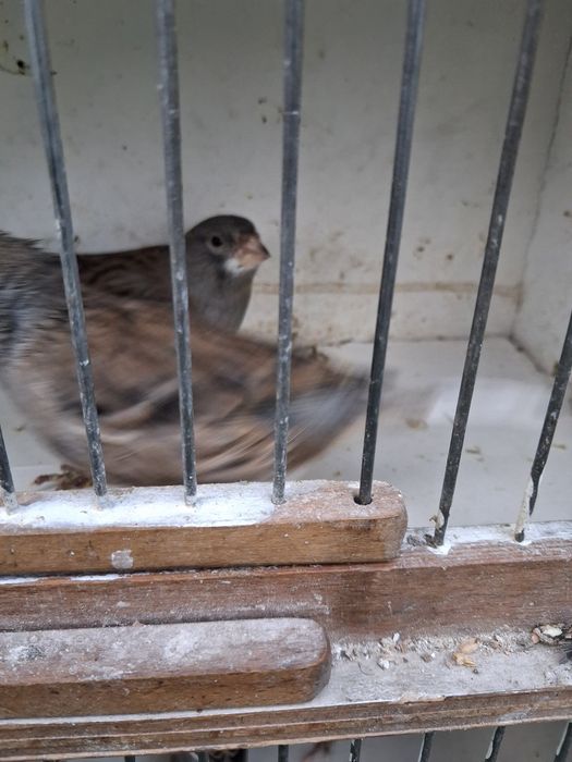 Sprzedam kanarki samce