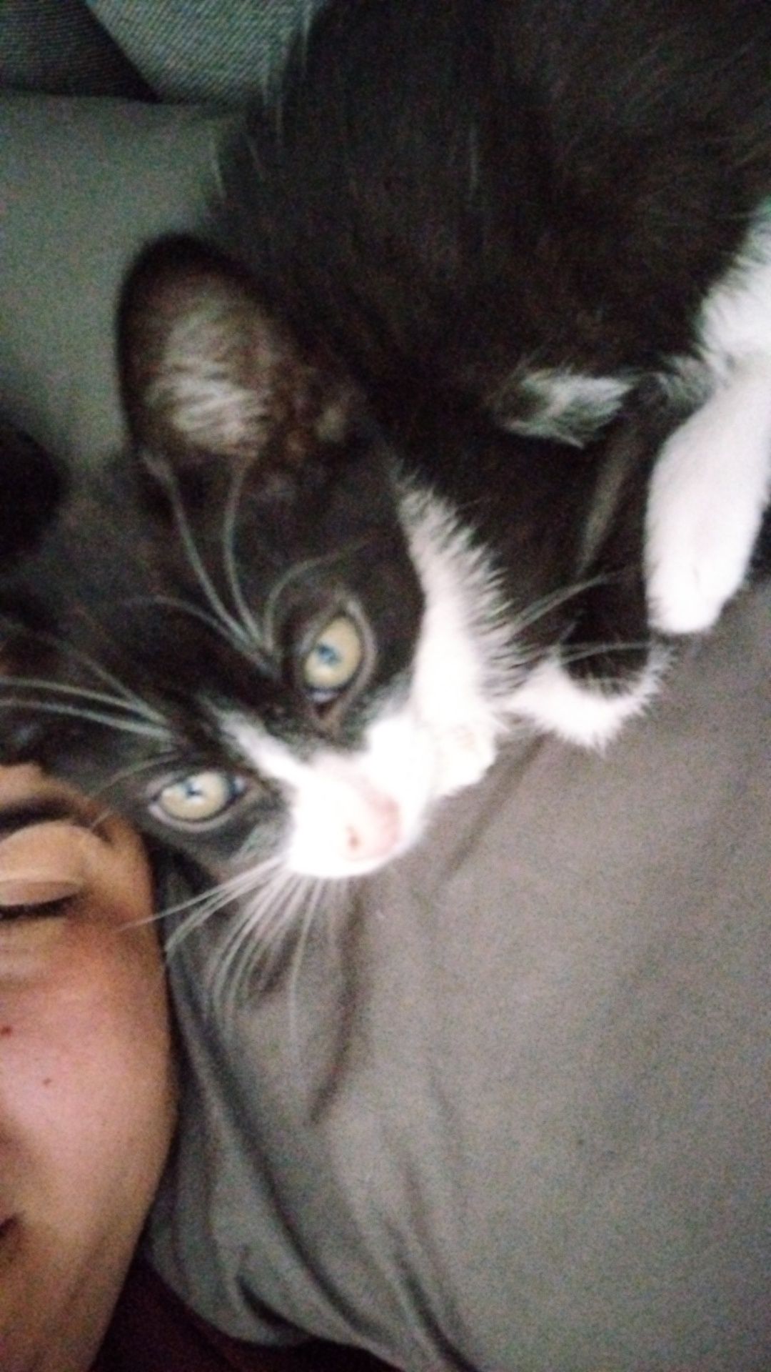 Gata com 2 meses