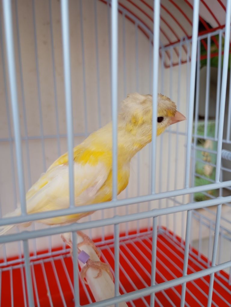 Gaiolas para aves