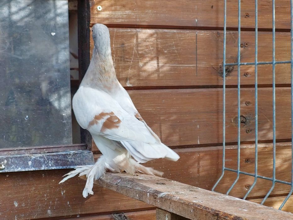 Blauwinder ,samiec 25r. Ładny gołąb. Pulsujący